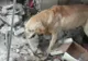 Cutremur Ecuador: Câinele Dayko a murit de epuizare după ce a salvat 7 persoane