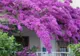 Efectul uluitor al florilor de liliac! De ce boli te scapă 