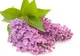 Tratamente naturiste cu flori şi frunze de liliac. Vindecă sute de boli