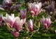 Este foarte frumoasă, dar are şi proprietăţi vindecătoare. Sigur nu ştiai asta despre magnolie!