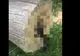 A tăiat un copac și a găsit o surpriză șocantă înăuntrul trunchiului: era viu, se zbătea. Dar ce e?