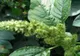 Creşte peste tot, dar puţini ştiu cât de bun este pentru organism. Ştirul, un "izvor" de sănătate!