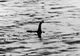 Monstrul din Loch Ness a fost găsit. Ce a descoperit un submarin de cercetare în apele Scoției