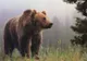 A salvat un pui de urs rămas orfan. După 6 ani, animalul i-a făcut ceva incredibil! 