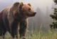 A salvat un pui de URS rămas orfan. După 6 ani, animalul i-a făcut ceva incredibil! 