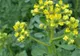 Multă lume o consideră o simplă buruiană, însă această plantă poate distruge celulele canceroase