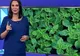 Cele două plante care te scapă de colesterol și detoxifică sângele