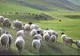 Ce este "dzud", fenomenul care a ucis peste un milion de animale în acest an