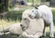 ULUITOR! La ZOO au împerecheat o femelă-tigru cu un leu.Cum arată corciturile. Oamenii s-au îmbulzit