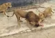 Un bărbat a vrut să se sinucidă şi s-a aruncat în cuşca leilor. Ce a urmat e INCREDIBIL