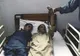 Doi fraţi din Pakistan i-au şocat pe toţi medicii. Cad seceraţi în fiecare zi când dispare Soarele