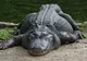 "Un crocodil m-a prins". Ultimele cuvinte ale unei femei, înainte să dispară sub apă. Ce a urmat