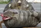 Acest șarpe URIAȘ stătea nemișcat și îi privea. Horror! Ce a urmat depășește orice imaginație