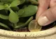 Vrei să te îmbogățești repede? Planta Feng-Shui care-ți aduce bani în casă