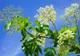 Cum scapi de pistruii de pe faţă cu ajutorul florilor de soc