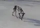 A luat acasă cel mai urât câine pe care l-a văzut vreodată. După 6 luni a rămas șocată. Animalul...
