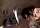 Salvatorii au găsit cățeii în sălașul unei cobre. Ce a urmat i-a lăsat fără cuvinte