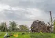 Un vânt puternic le-a smuls copacul din rădăcină! Când au văzut ce era îngropat acolo, au îngheţat!