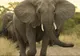 Un elefant a ridicat cu trompa o femeie care făcea poze. S-a întors să-şi recupereze telefonul şi.. 