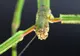 DESCOPERIRE uluitoare. Cum arată cea mai lungă insectă din lume. Are peste 60 cm