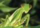 Cum arată cea mai lungă insectă din lume! A fost descoperită în China