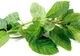 Dieta cu mentă. Iată cum te poate ajuta această plantă să slăbești rapid