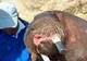 Imagini cutremurătoare: ce tragedie a urmat după ce acest bărbat şi-a făcut un selfie la Zoo