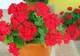Vrei să ai MUŞCATE de invidiat în balcon? Urmează aceste sfaturi simple