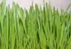 Beneficiile miraculoase ale orzului verde asupra sănătăţii. Iată cum trebuie consumat