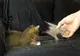 Ce se întâmplă, de fapt, dacă înghiţi păr de animale. Cât de periculos este pentru sănătate