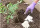 A mers în grădină și a împrăștiat sare printre plante. E trucul folosit de marile pepiniere