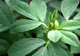 Planta medicinală uitată de lume. Schinduful are efecte uimitoare asupra sănătăţii