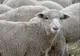 Primele oi din lume care s-au drogat. Ce au făcut animalele după ce au mâncat canabis, de neimaginat
