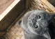 A fost creată zgarda care poate descifra și traduce limbajul felinelor