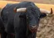 Moarte cumplită pentru o femeie din Argeş: a fost împunsă şi călcată cu copitele de un taur