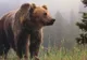 A salvat un pui de URS rămas orfan. După 6 ani, animalul i-a făcut ceva incredibil! 