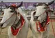 Vaca fără GAZE! Cum ajută ingineria genetică la reducerea poluării prin flatulență