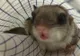 O veveriţă a devenit animal de companie în cel mai mare parc din Craiova