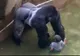 Ce s-a întâmplat, de fapt, în țarcul gorilei. Noile imagini dezvăluie tot. E terifiant!
