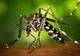 Alertă pe litoral! Au apărut ţânțarii care transmit virusul Zika și Febra Galbenă
