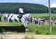 Weekend plin pentru iubitorii de cai și călărie, la Transylvania Horse Show