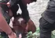 Pompierii, chemaţi să salveze un cal ce căzuse în râu. Au ÎNLEMNIT când au văzut ce mai iese din apă