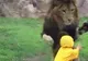 Scenă şocantă la o grădină ZOO din Japonia: Un leu fioros atacă un copil