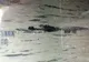 Polițiștii vânează un aligator uriaș văzut cu un om în fălci într-un lac din Florida
