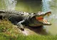 Au ucis un crocodil uriaș. I-au spintecat abdomenul și s-au cutremurat. Cum e posibil