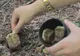A plantat pliculețele de ceai în grădină. Ce s-a întâmplat este spectaculos