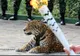 Scandal la Jocurile Olimpice 2016 de la Rio. Un jaguar a fost ucis