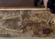 În Bulgaria va fi expus mormântul unor „vampiri”! Expoziția conține scheletele a 17 tineri