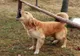 Cântăreaţă de muzică populară, desfigurată de un câine, într-un parc din Bucureşti 