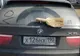 Imaginile DEZASTRULUI. Ce se întâmplă când "Dorel" se întrece pe sine 